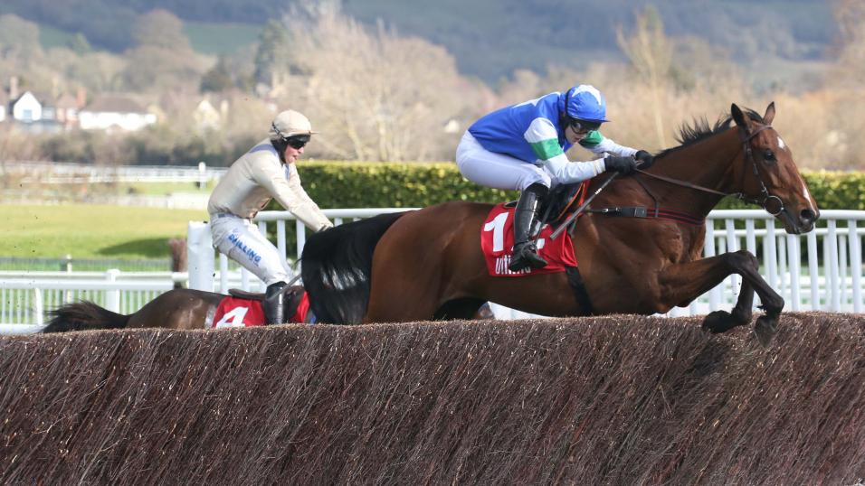 Horse jumps fence at Cheltenham
